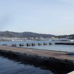 淡路じゃのひれフィッシングパーク 釣果