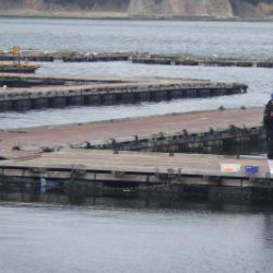 淡路じゃのひれフィッシングパーク 釣果