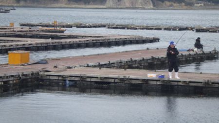 淡路じゃのひれフィッシングパーク 釣果