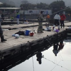 淡路じゃのひれフィッシングパーク 釣果