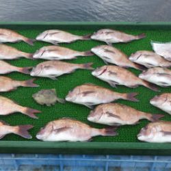 淡路じゃのひれフィッシングパーク 釣果