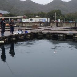 淡路じゃのひれフィッシングパーク 釣果