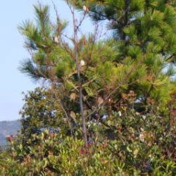 淡路じゃのひれフィッシングパーク 釣果