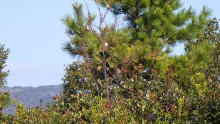 淡路じゃのひれフィッシングパーク 釣果