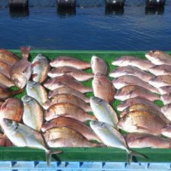 淡路じゃのひれフィッシングパーク 釣果