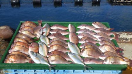 淡路じゃのひれフィッシングパーク 釣果