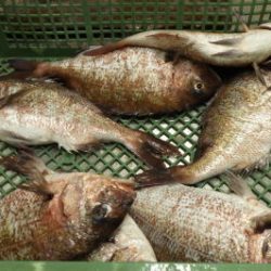 淡路じゃのひれフィッシングパーク 釣果