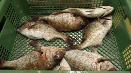 淡路じゃのひれフィッシングパーク 釣果