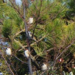 淡路じゃのひれフィッシングパーク 釣果