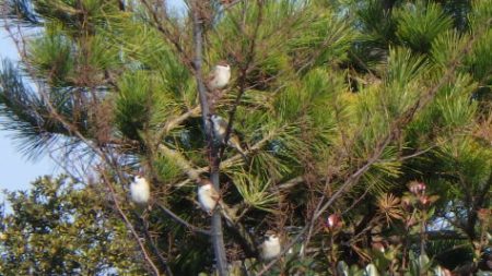 淡路じゃのひれフィッシングパーク 釣果