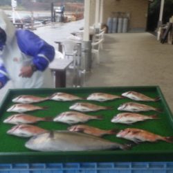 淡路じゃのひれフィッシングパーク 釣果