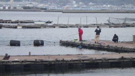 淡路じゃのひれフィッシングパーク 釣果