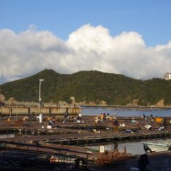 淡路じゃのひれフィッシングパーク 釣果