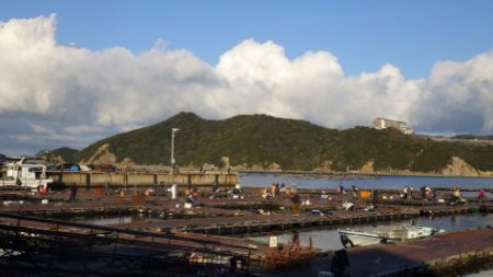 淡路じゃのひれフィッシングパーク 釣果