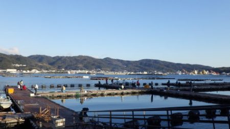 淡路じゃのひれフィッシングパーク 釣果