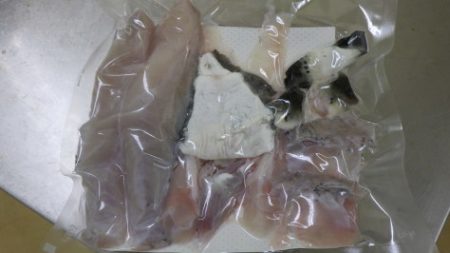 淡路じゃのひれフィッシングパーク 釣果