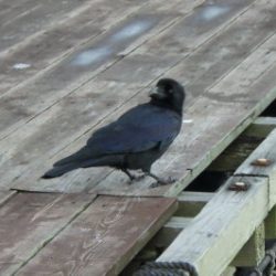 淡路じゃのひれフィッシングパーク 釣果