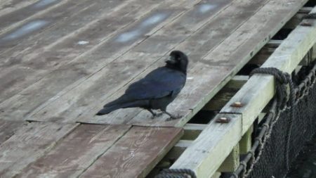 淡路じゃのひれフィッシングパーク 釣果