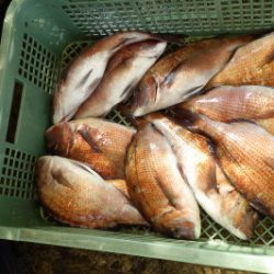 淡路じゃのひれフィッシングパーク 釣果