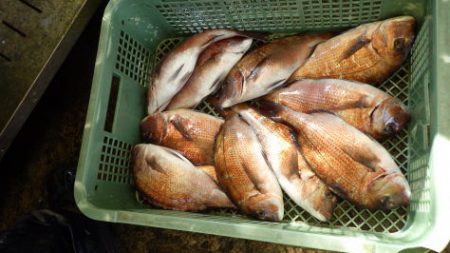 淡路じゃのひれフィッシングパーク 釣果