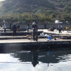 淡路じゃのひれフィッシングパーク 釣果