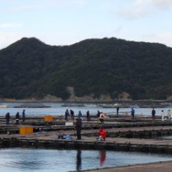 淡路じゃのひれフィッシングパーク 釣果