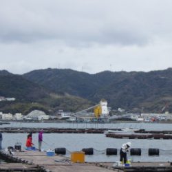 淡路じゃのひれフィッシングパーク 釣果