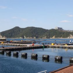 淡路じゃのひれフィッシングパーク 釣果