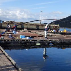 淡路じゃのひれフィッシングパーク 釣果