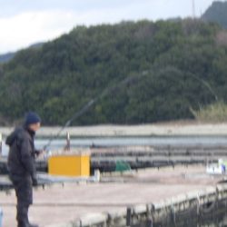 淡路じゃのひれフィッシングパーク 釣果