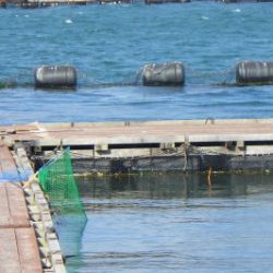 淡路じゃのひれフィッシングパーク 釣果