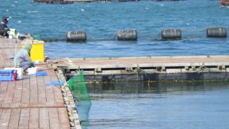 淡路じゃのひれフィッシングパーク 釣果