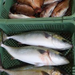 淡路じゃのひれフィッシングパーク 釣果