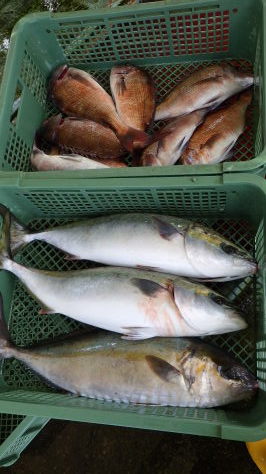 淡路じゃのひれフィッシングパーク 釣果