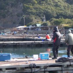 淡路じゃのひれフィッシングパーク 釣果