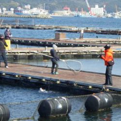 淡路じゃのひれフィッシングパーク 釣果