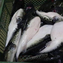 淡路じゃのひれフィッシングパーク 釣果