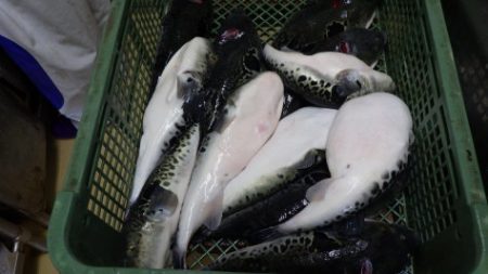 淡路じゃのひれフィッシングパーク 釣果