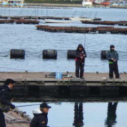 淡路じゃのひれフィッシングパーク 釣果