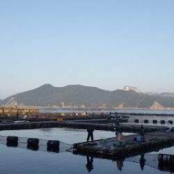 淡路じゃのひれフィッシングパーク 釣果