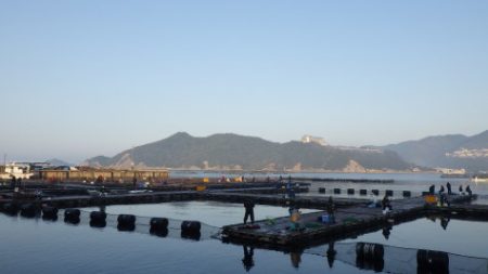 淡路じゃのひれフィッシングパーク 釣果