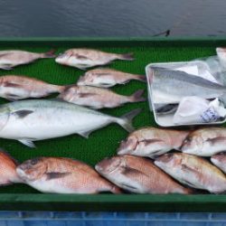 淡路じゃのひれフィッシングパーク 釣果