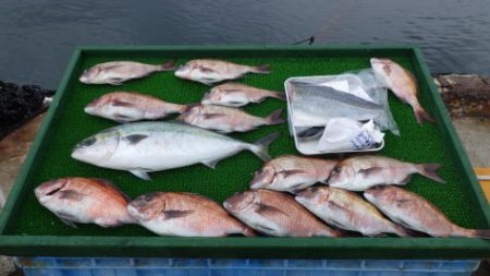 淡路じゃのひれフィッシングパーク 釣果