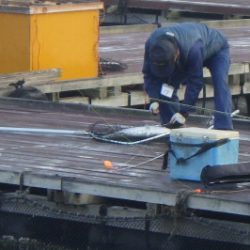 淡路じゃのひれフィッシングパーク 釣果