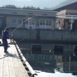 淡路じゃのひれフィッシングパーク 釣果