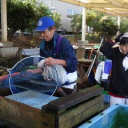 淡路じゃのひれフィッシングパーク 釣果