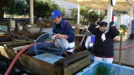 淡路じゃのひれフィッシングパーク 釣果