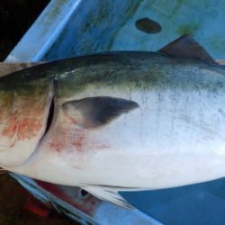 淡路じゃのひれフィッシングパーク 釣果