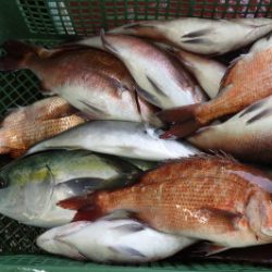 淡路じゃのひれフィッシングパーク 釣果