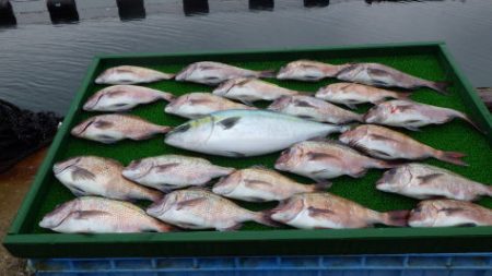 淡路じゃのひれフィッシングパーク 釣果